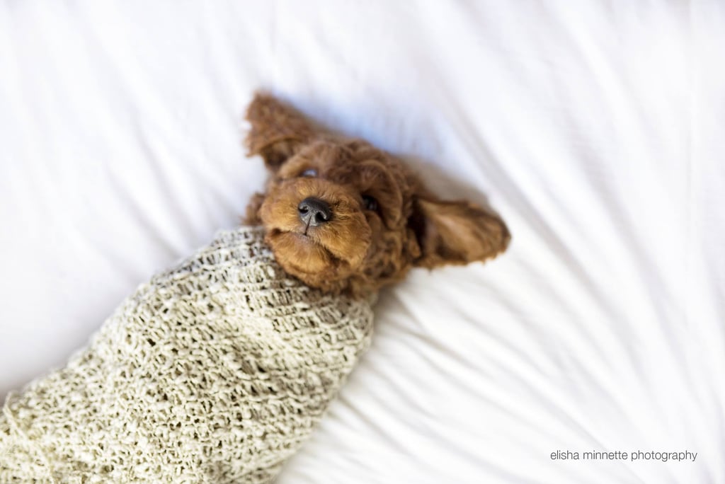 Newborn Photo Shoot Spoof With Puppy