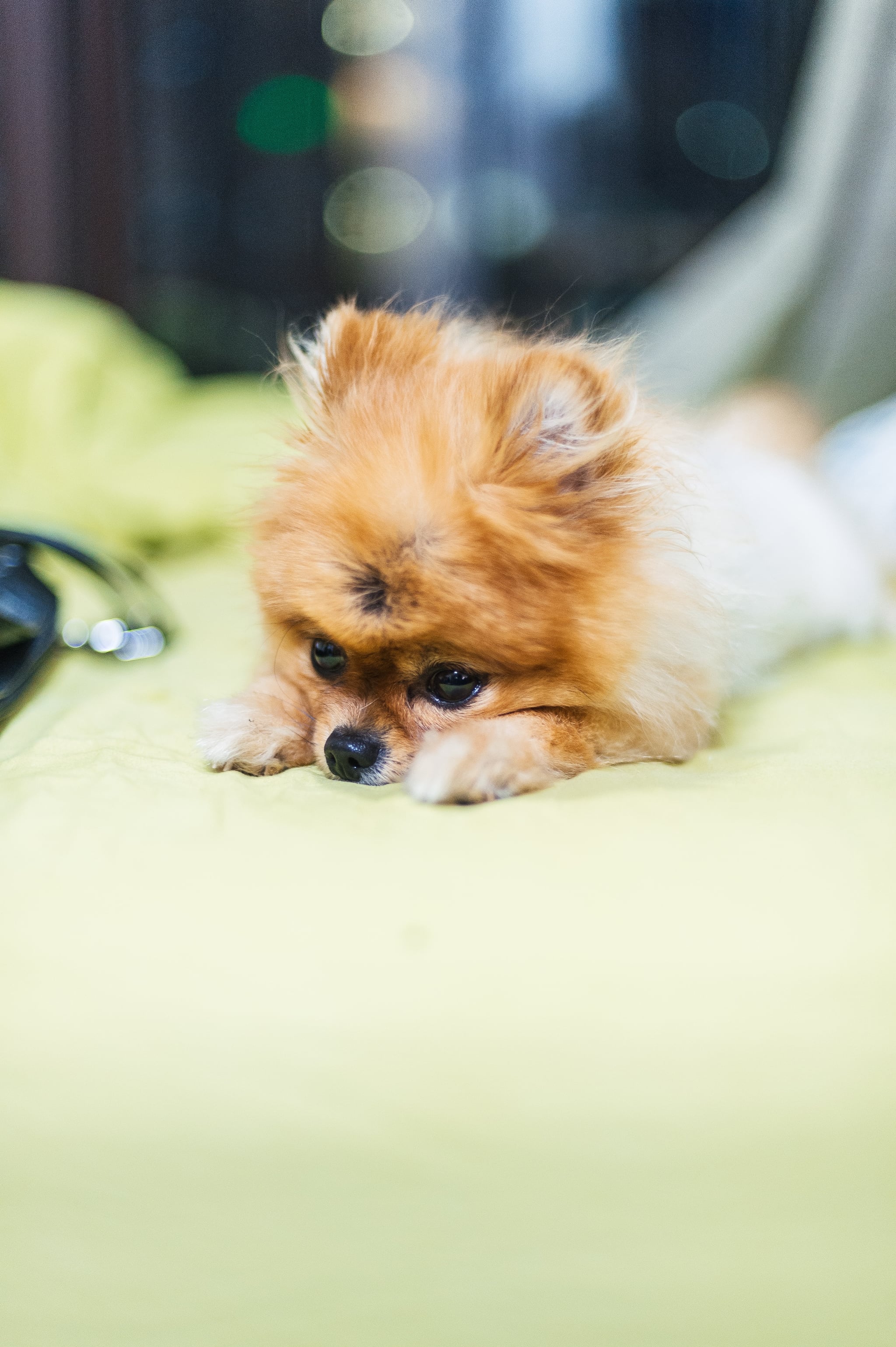 Precious pomeranians top