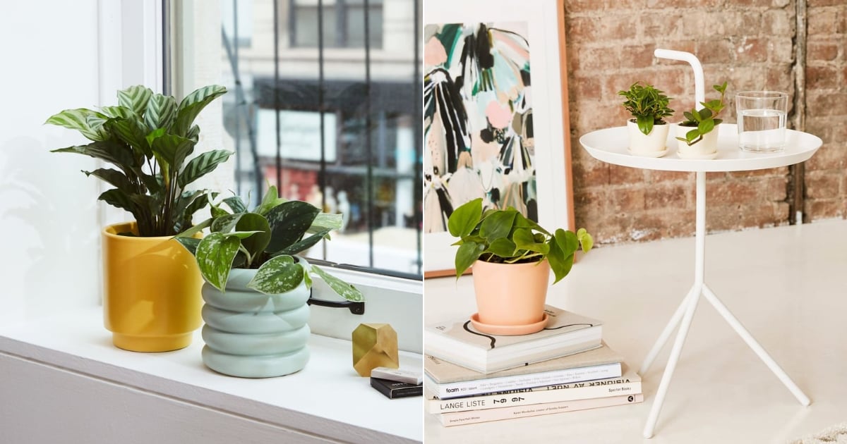 Best Indoor Plants For Dorms POPSUGAR Home