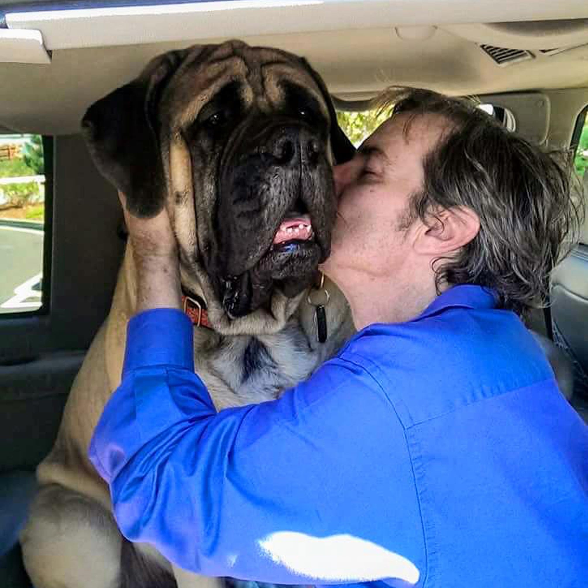 bullmastiff therapy dog