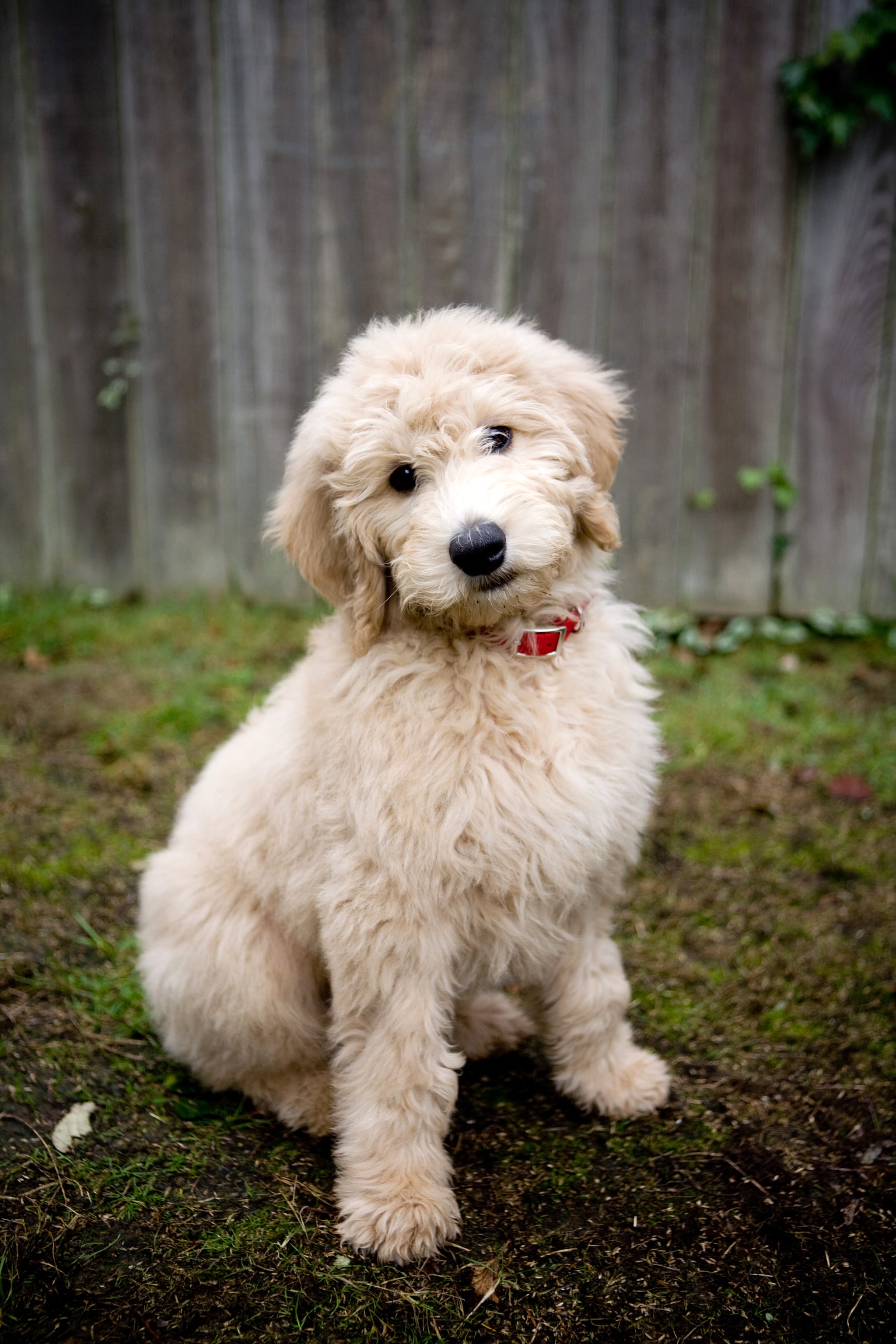 Cutest 2025 goldendoodle ever
