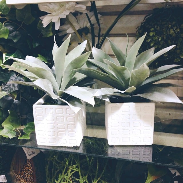 The finds simple potted plants to brighten up any room. HomeGoods