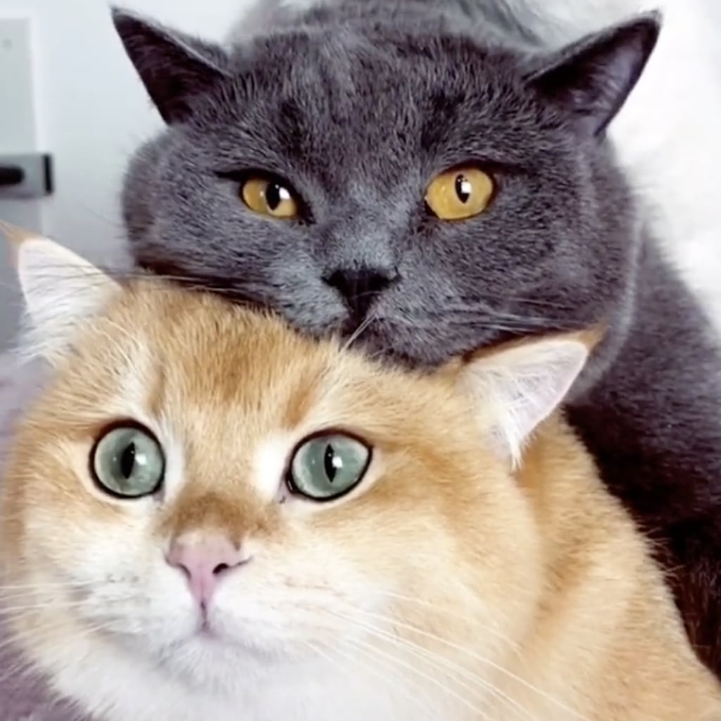 Cute and Funny Pet Videos on TikTok | POPSUGAR Pets