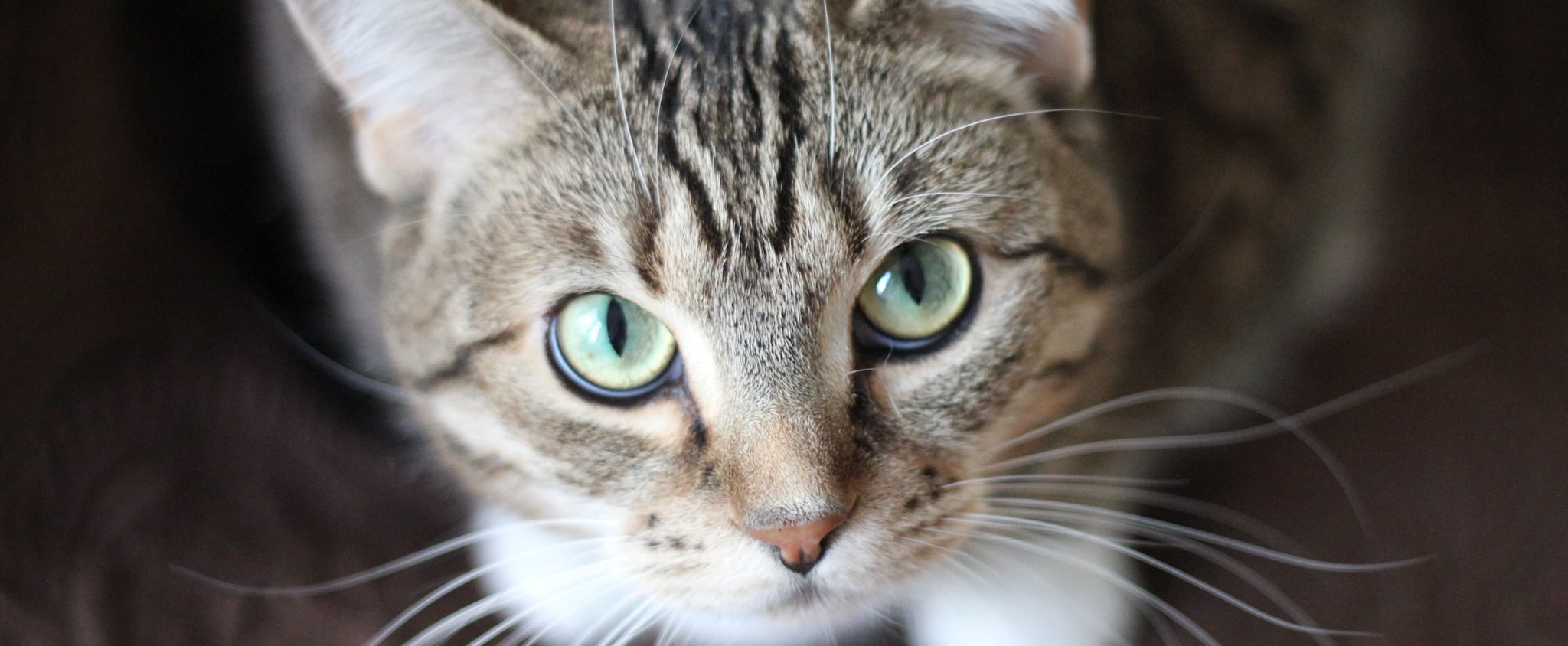 Why Do My Cat S Eyes Glow In Photographs Popsugar Pets