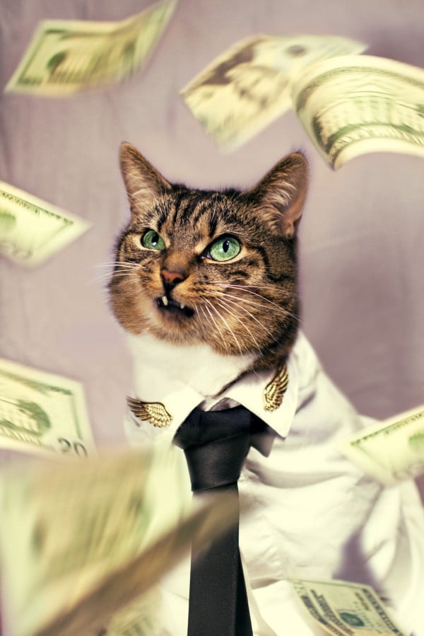High-Fashion Cat
