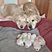 Golden Retriever Parents With Their Puppies | TikTok VIdeos