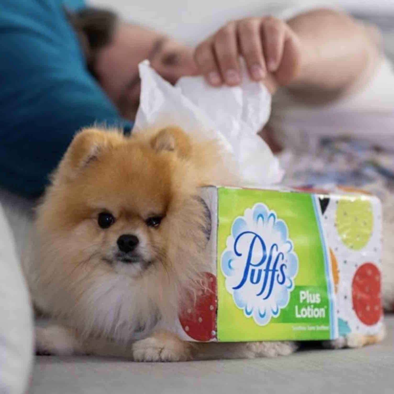 dog tissue box