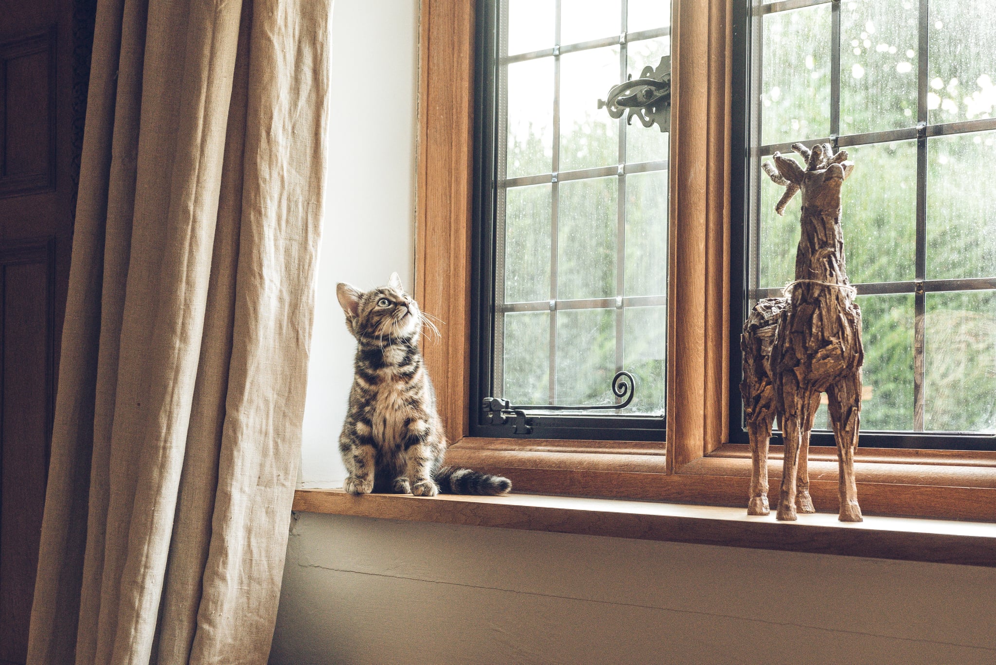 Cute Photos Of Cats And Kittens Popsugar Family
