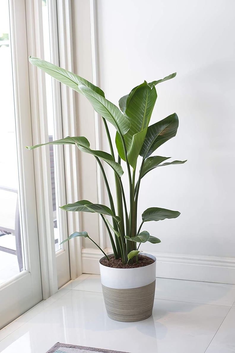 Statement Leaves: Costa Farms White Bird of Paradise Strelitzia Nicolai