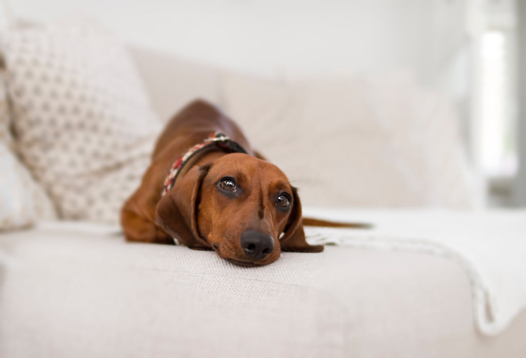 Cutest Dachshund Photos