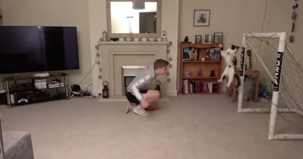 Video Of Cat Defending The Goal While Playing Indoor Soccer