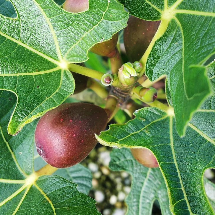 Fig Where to Buy Edible Garden Plants Online POPSUGAR Home Photo 4
