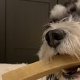 This Four-Ingredient Cheesy Chew Stick Is My Dog's Favorite Long-Lasting Snack