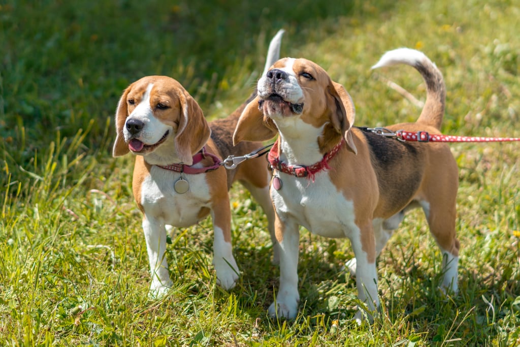 Cutest Pictures of Beagles