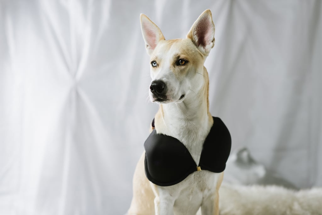Bra For Dogs POPSUGAR Pets