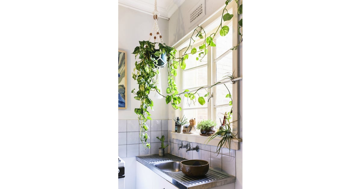 Houseplants enliven the small  space The 1920s Apartment 