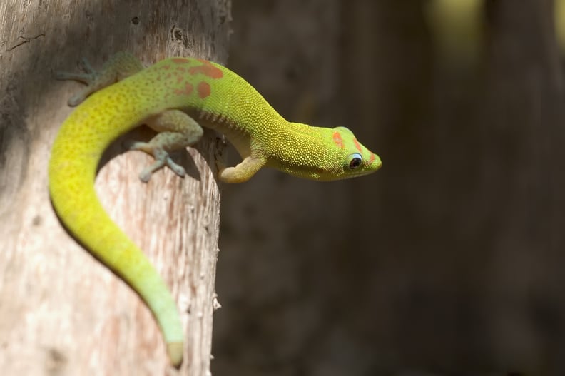 Aquarius (Jan. 20-Feb. 18): Gold Dust Day Gecko