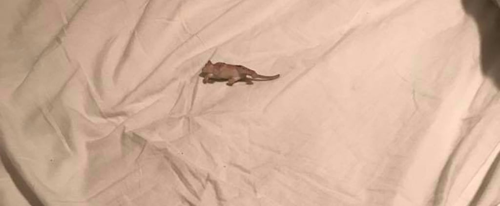 Mom's Story About a Mouse in Her Son's Room