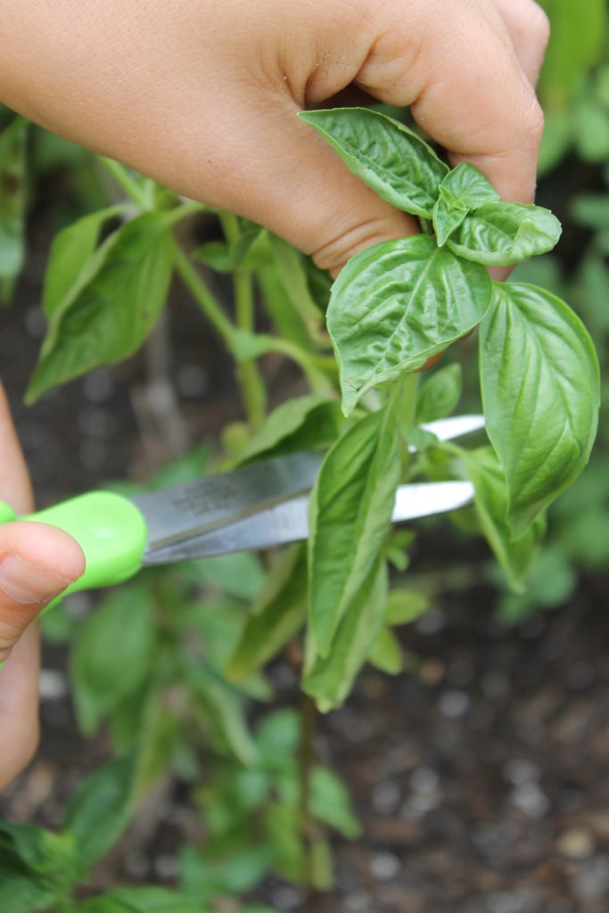 Cutting a Basil Plant From a Garden