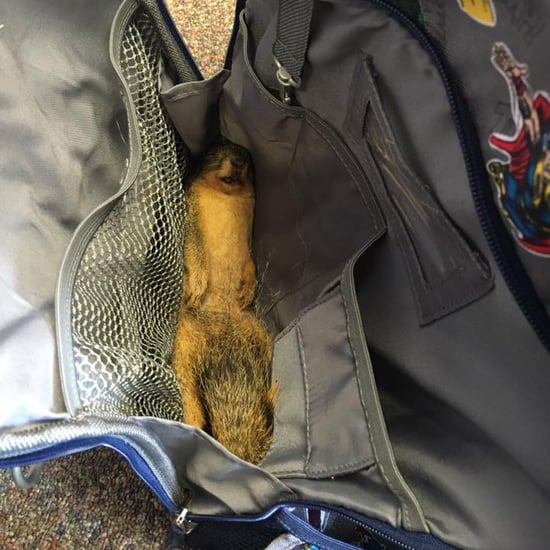Boy Brings Dead Squirrel in Backpack to School