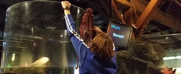Octopus Trying to Escape the Seattle Aquarium