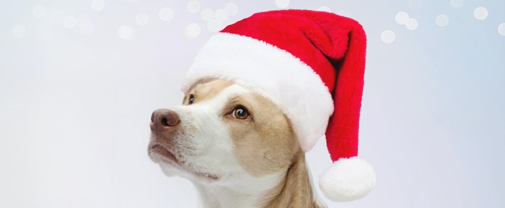 Dogs Dressed as Santa