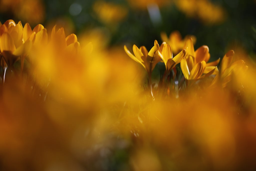 Crocuses could be seen blooming in London's Hyde Park.