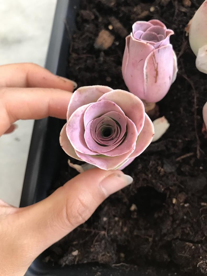 succulent pots with drainage 8-Inch Succulent White Ceramic Round Planter Pot with Drainage Hole and  Removable Bamboo Tray