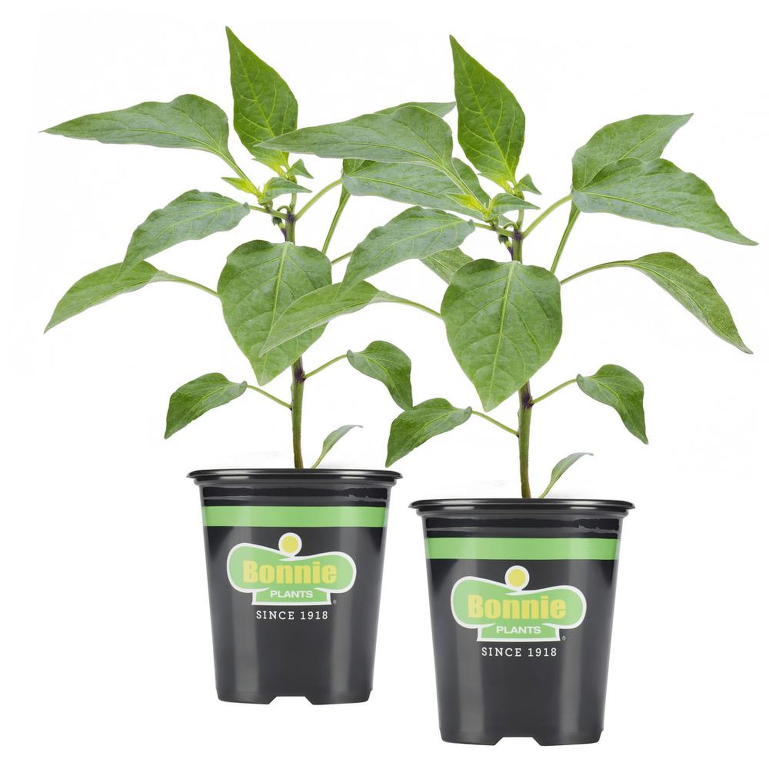 Where to Buy Edible Garden Plants Online POPSUGAR Home