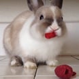 A Bunny Devours Raspberries, and It's Frighteningly Cute