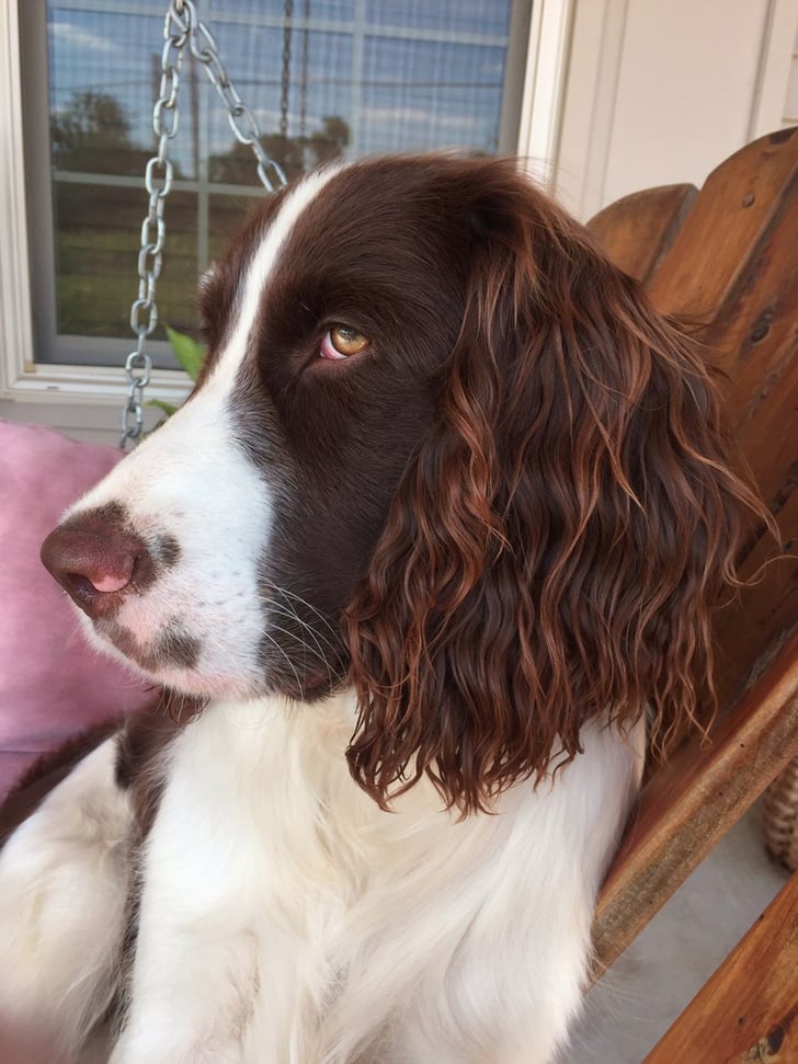 Dog Perfect Beach Waves Popsugar Beauty Australia