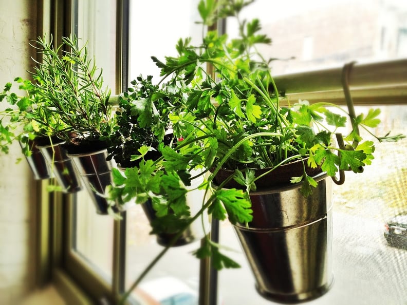 Hanging Herb Planters