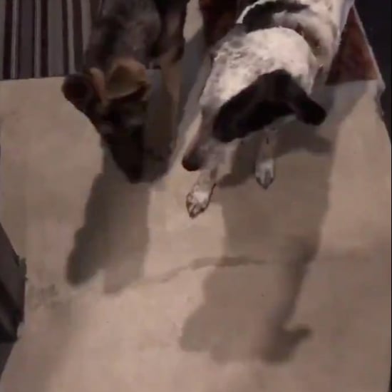2 Dogs and a Cat Enter Man's Apartment