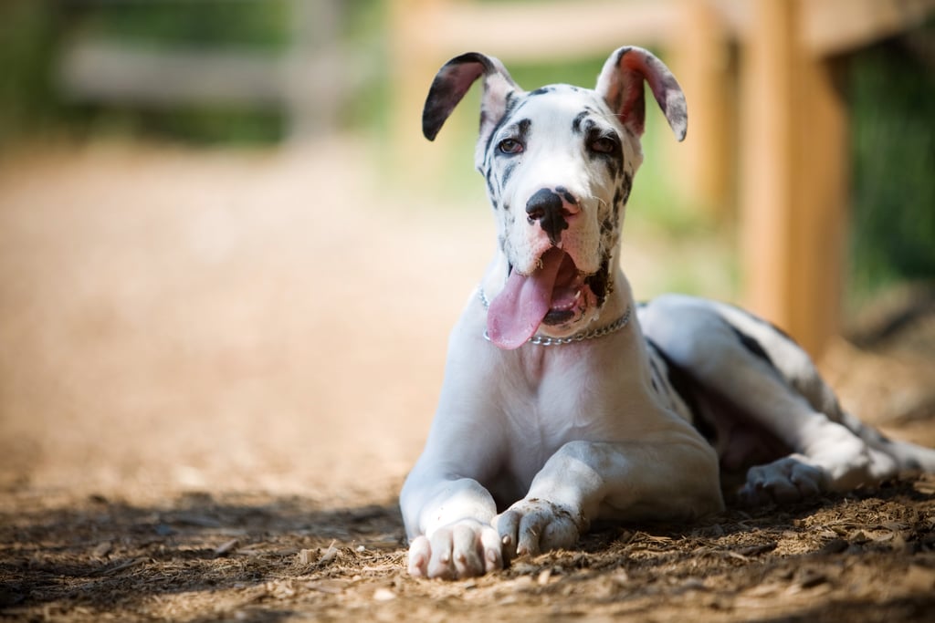 Cute Pictures of Great Danes