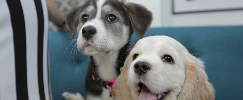 Cute Dogs at the Puppy Bowl 2015 | Video