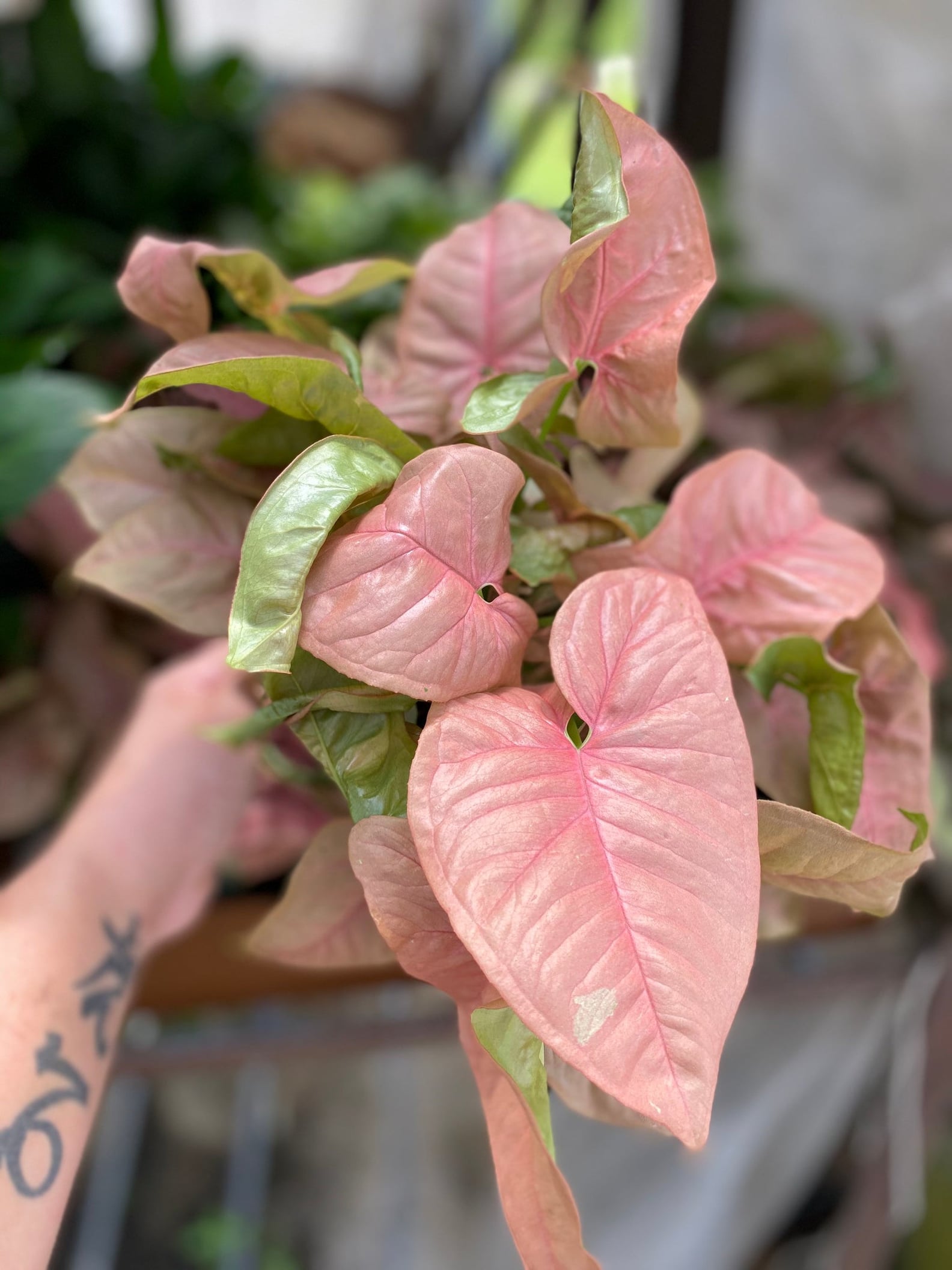 Where to Buy Pink Houseplants | PS Home