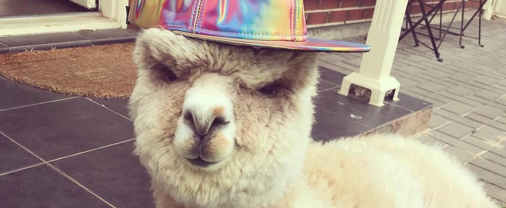 You Need to Follow This Instagram-Famous Alpaca Named Alfie