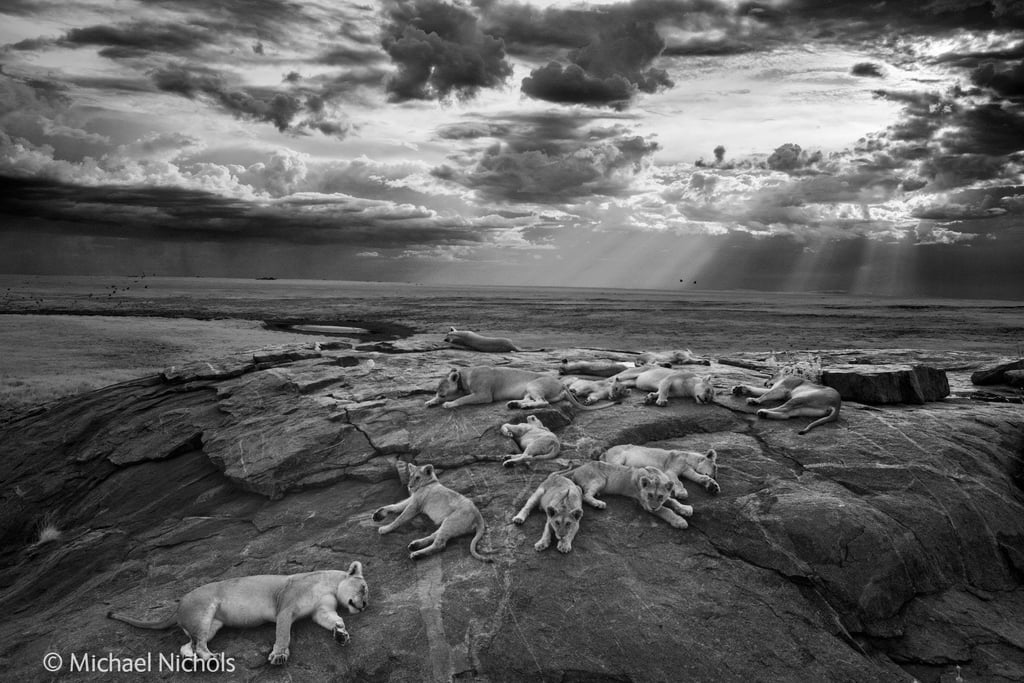 Grand Title Winner, Wildlife Photographer of the Year 2014