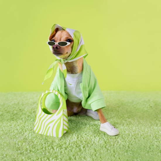 Instagram狗影响乳房比利收集的袋