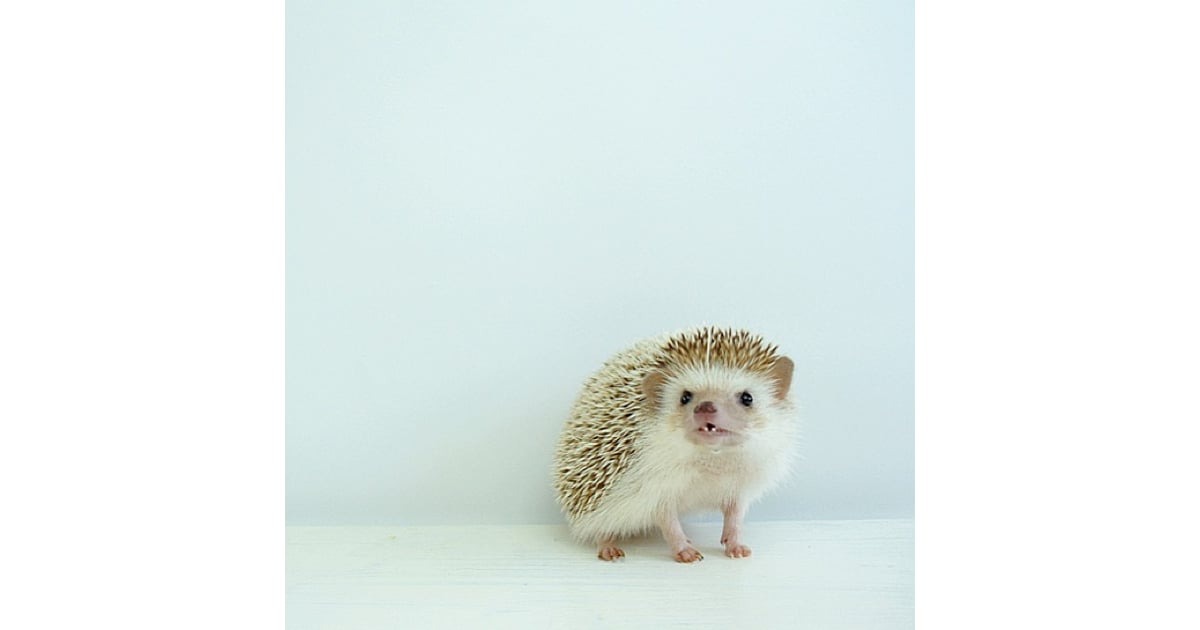 The Blue Steel Pose Is Always Perfect For Photos We Found Your New Favorite Instagram Account Popsugar Tech Photo 4