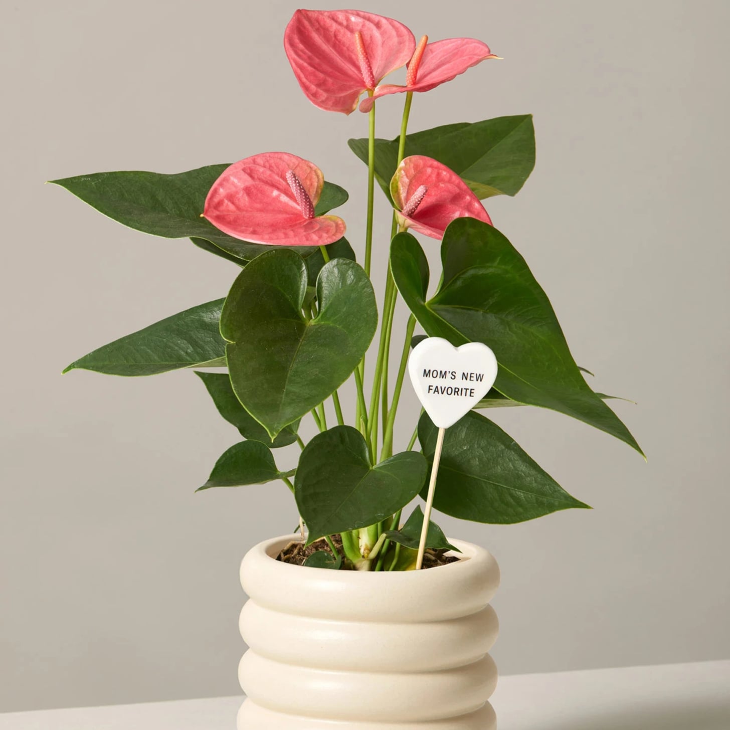 mother's day plant gifts