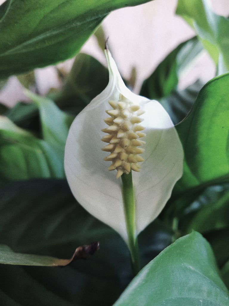 Peace Lily Plants That Reduce Stress POPSUGAR Home Photo 7
