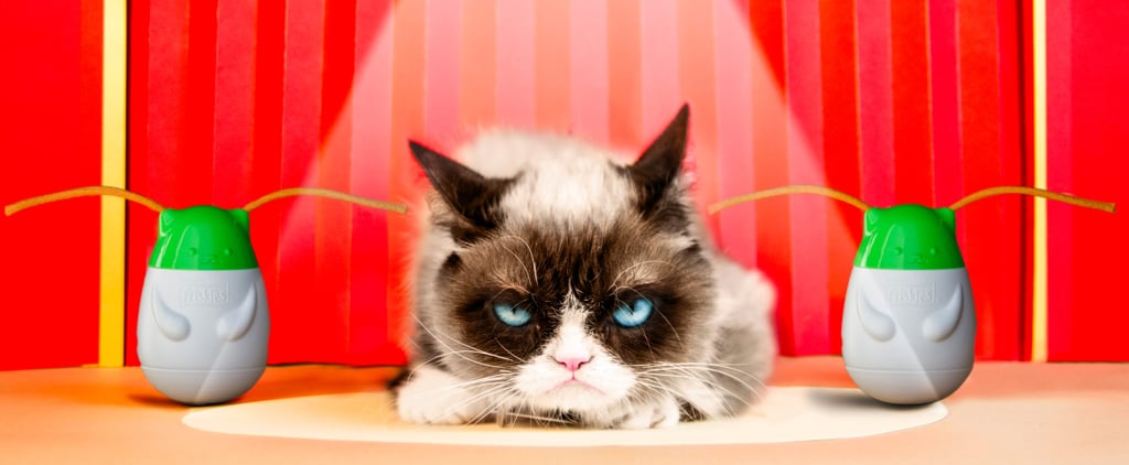 Grumpy Cat's Pet Peeves Interview