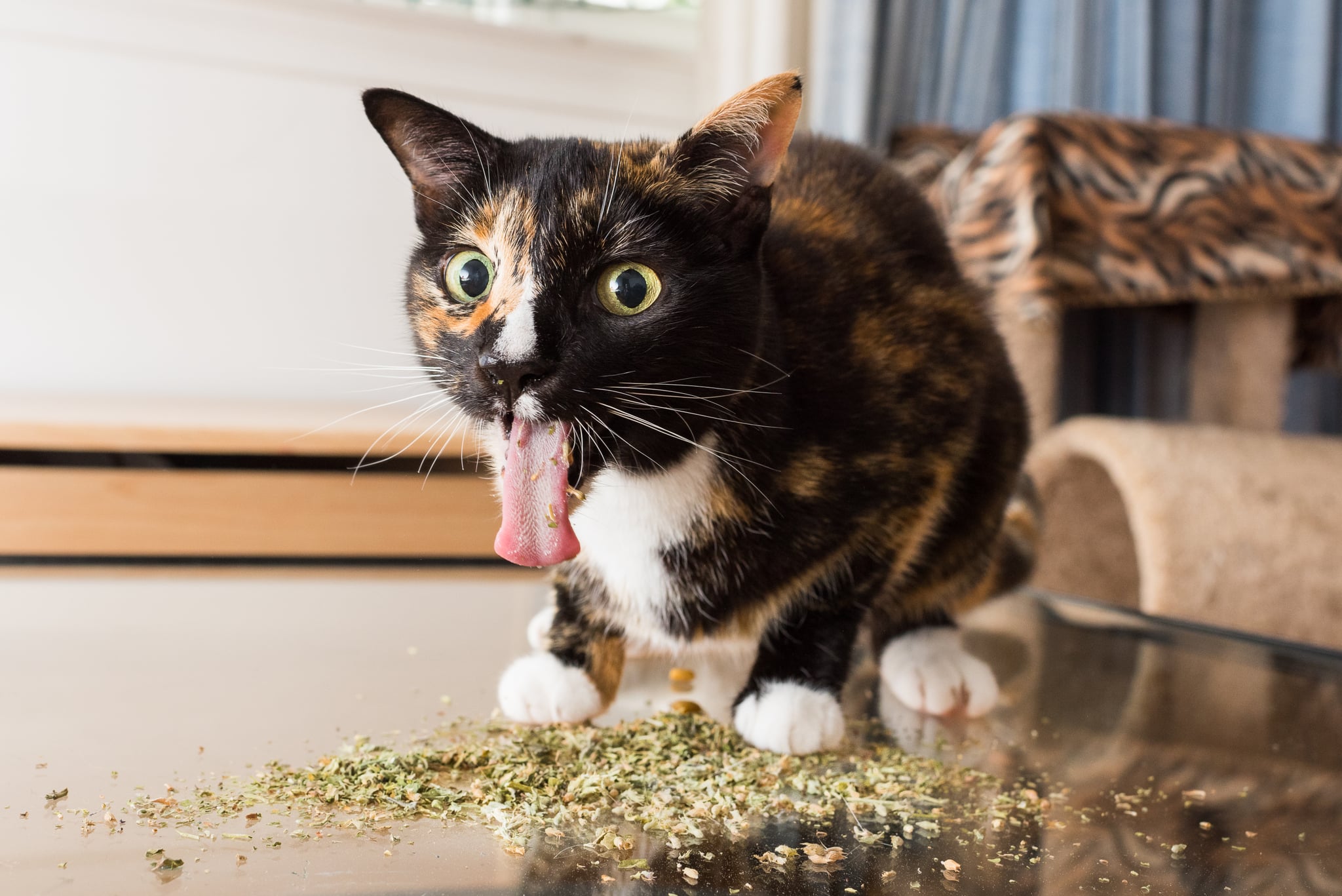 Cats On Catnip Photo Series Popsugar Family