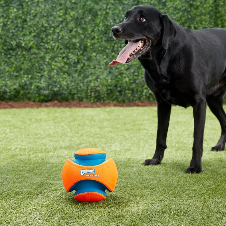 For Outdoor Play: Chuckit! Kick Fetch Ball Dog Toy