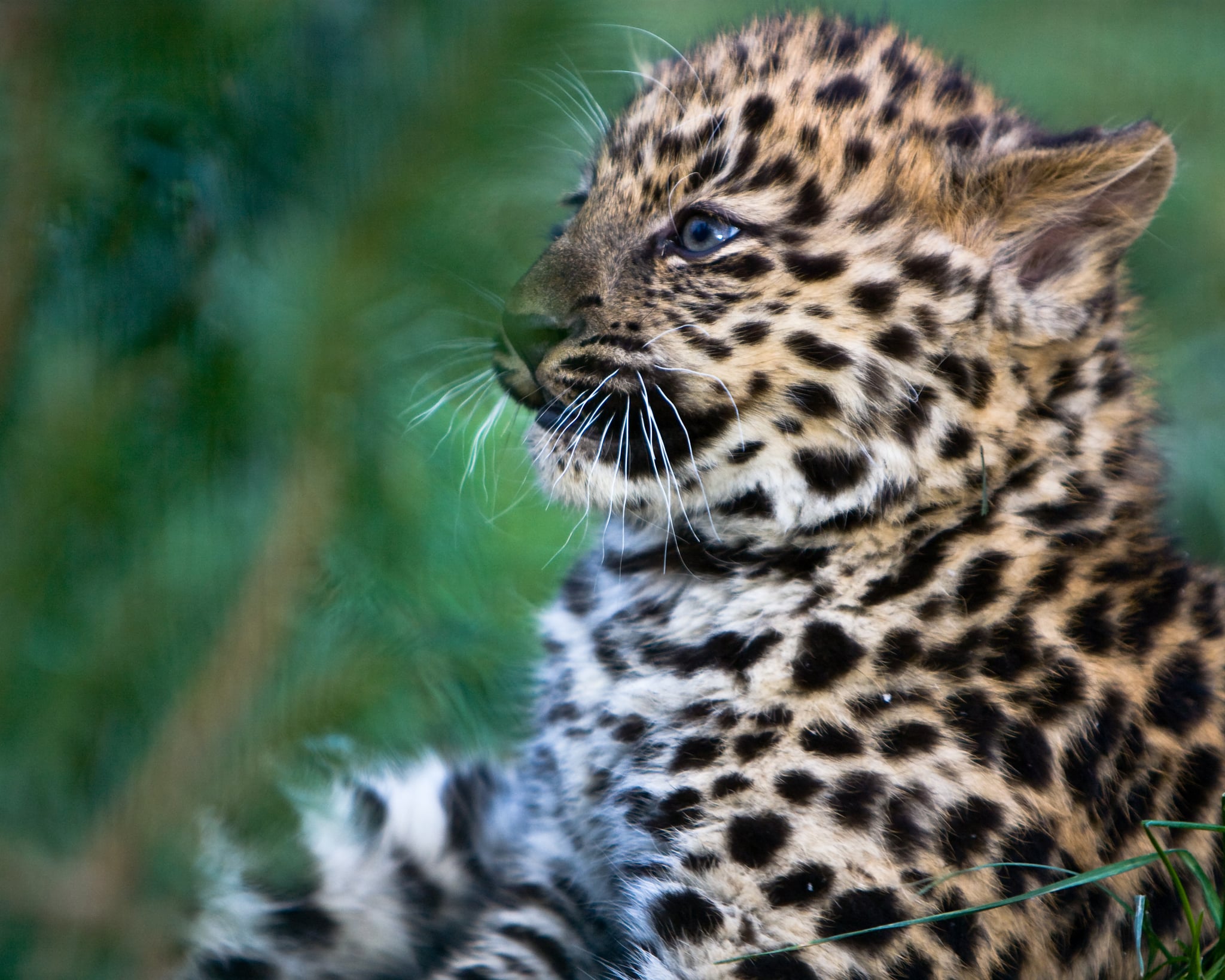 Differences Between Leopards, Jaguars, and Cheetahs | POPSUGAR Pets