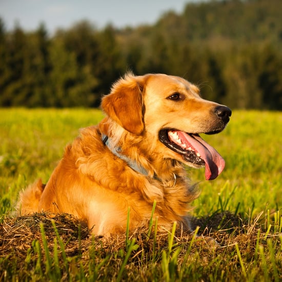 Facts About Golden Retrievers