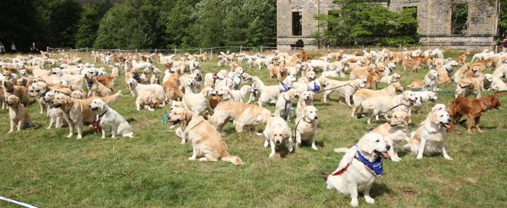 Golden Retrievers Gather For Breed's 150th Anniversary