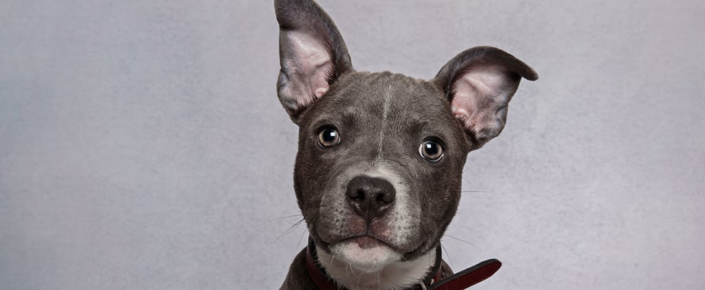 Toxic Foods For Dogs