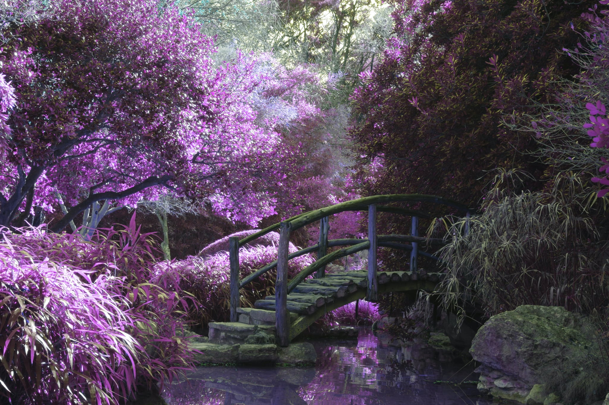 Spring sales zoom background